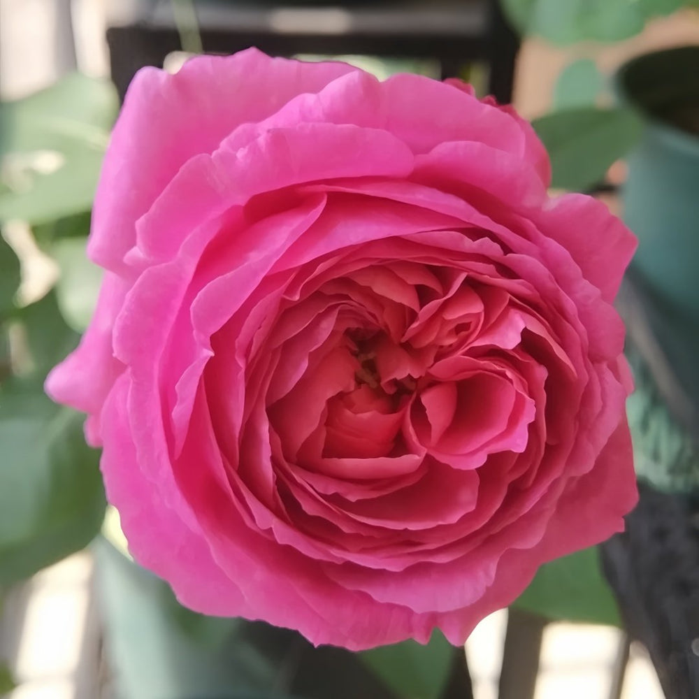 Yves Lorio Rose Plant｜伊芙红宝石伯爵 image 8