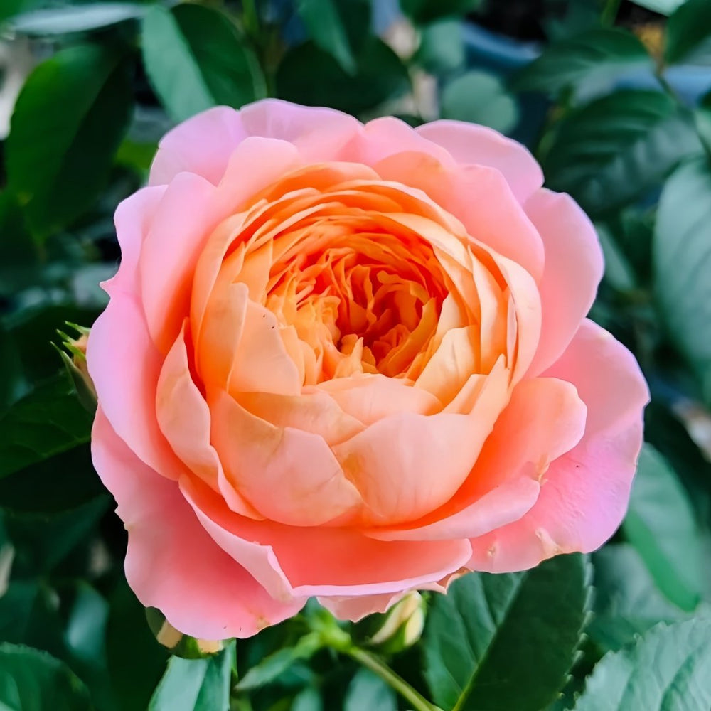 Juzi Rose Plant｜橘子 image 4