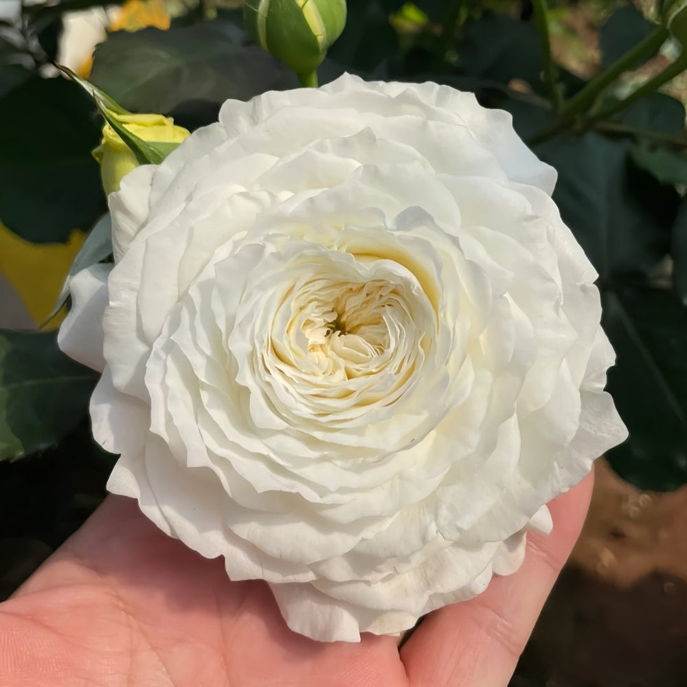 Patience Rose Plant｜耐心 image 4
