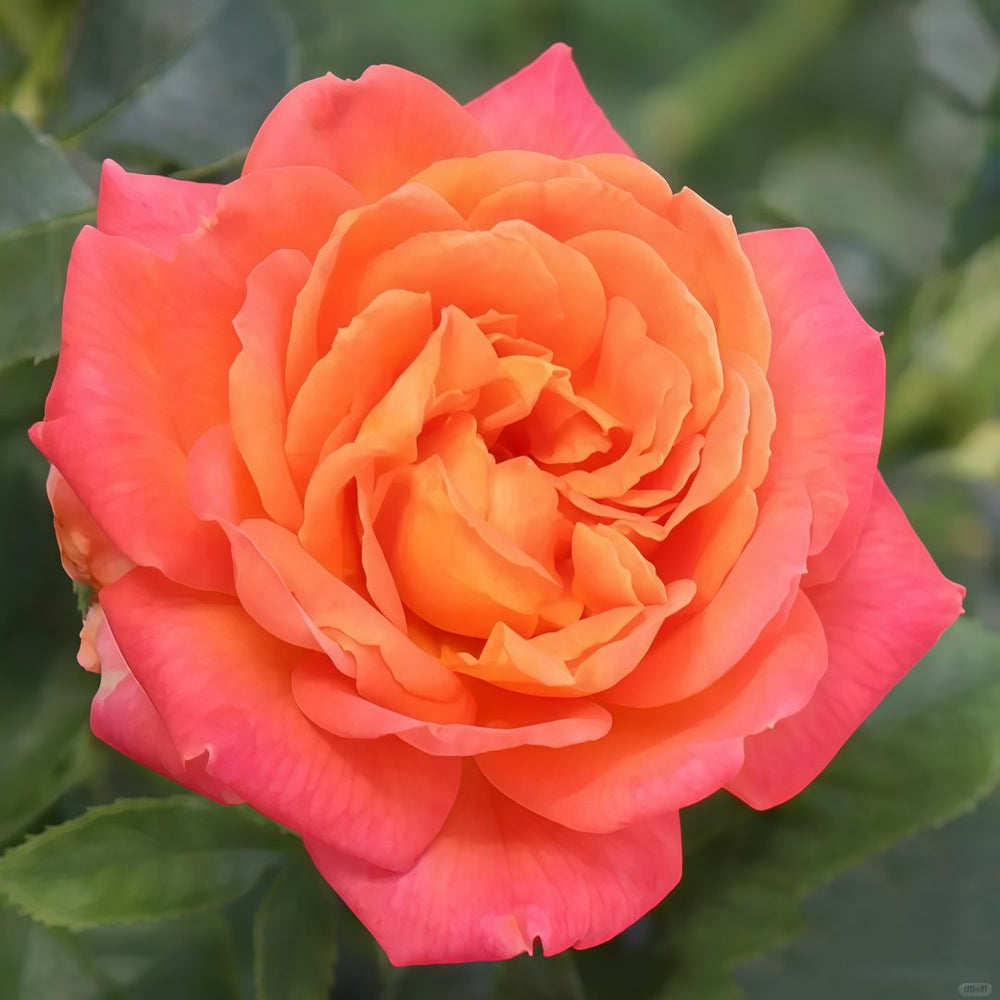 Vulcano Rose Plant｜火神岛 image 2