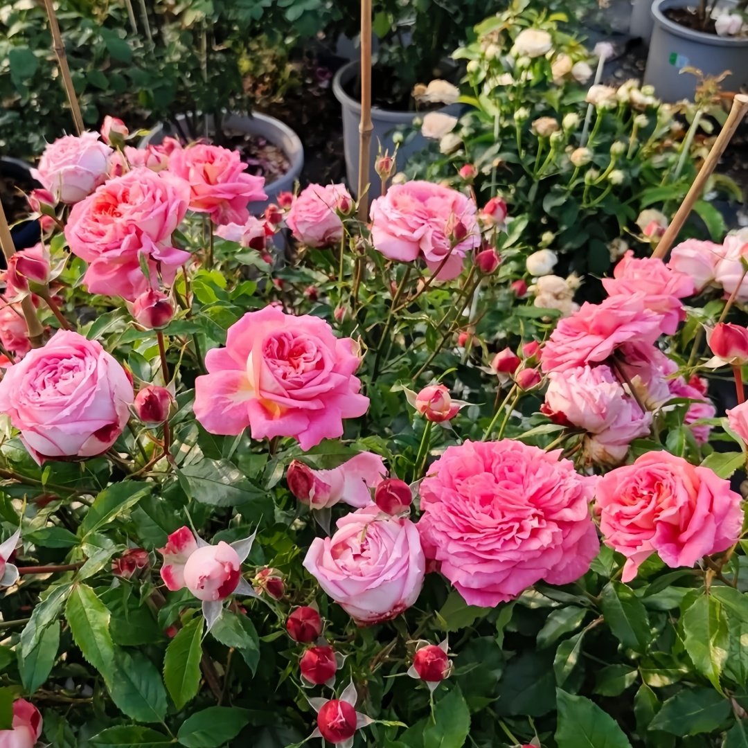 Argonauts Rose Plant｜阿尔戈英雄 image 6