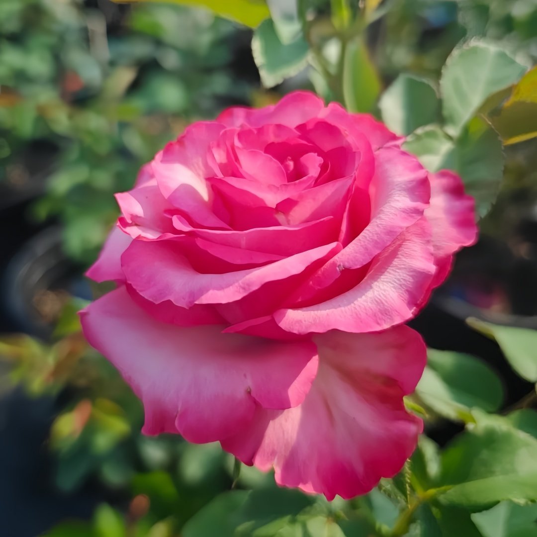 Lola Rose Plant|劳拉 image 8