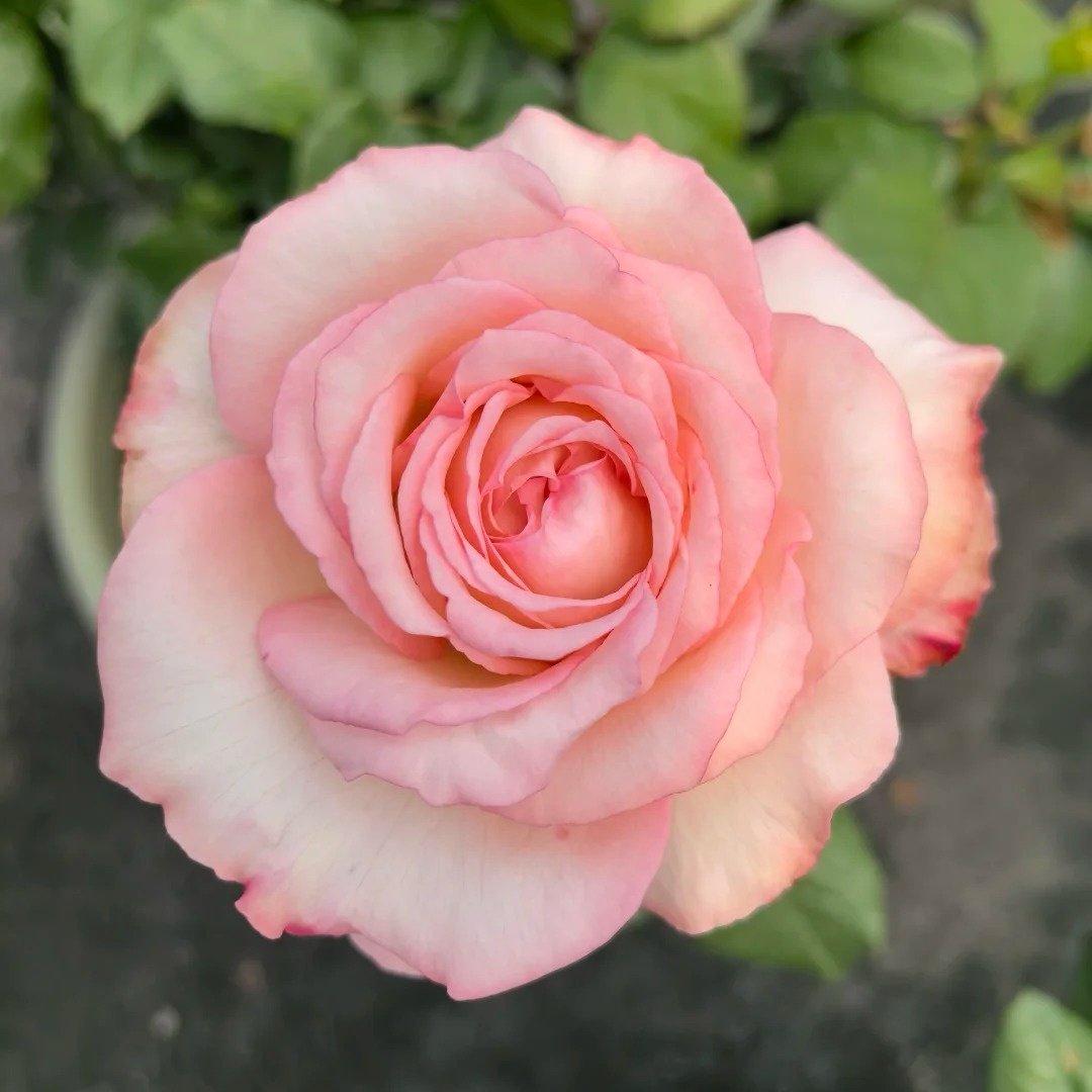 Joyce Rose Plant|乔伊斯 image 4