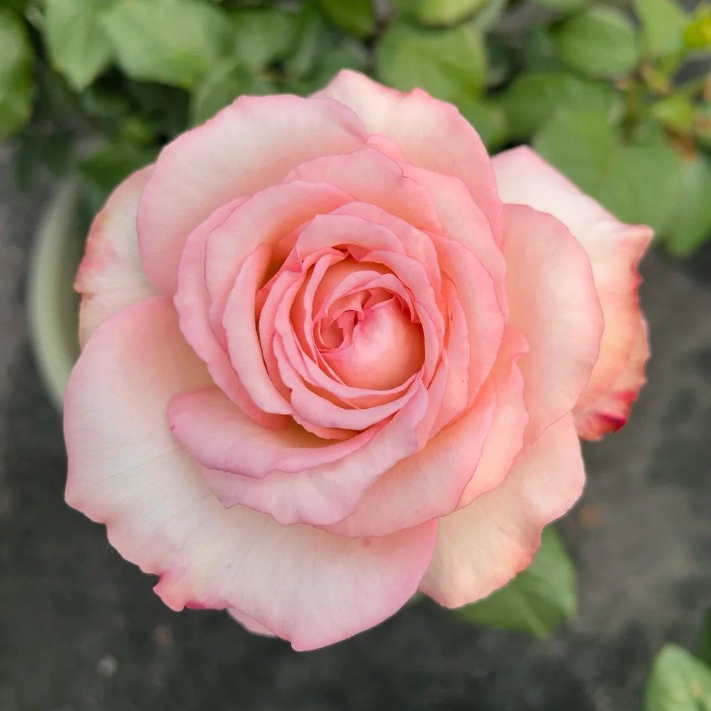 Joyce Rose Plant|乔伊斯 image 4