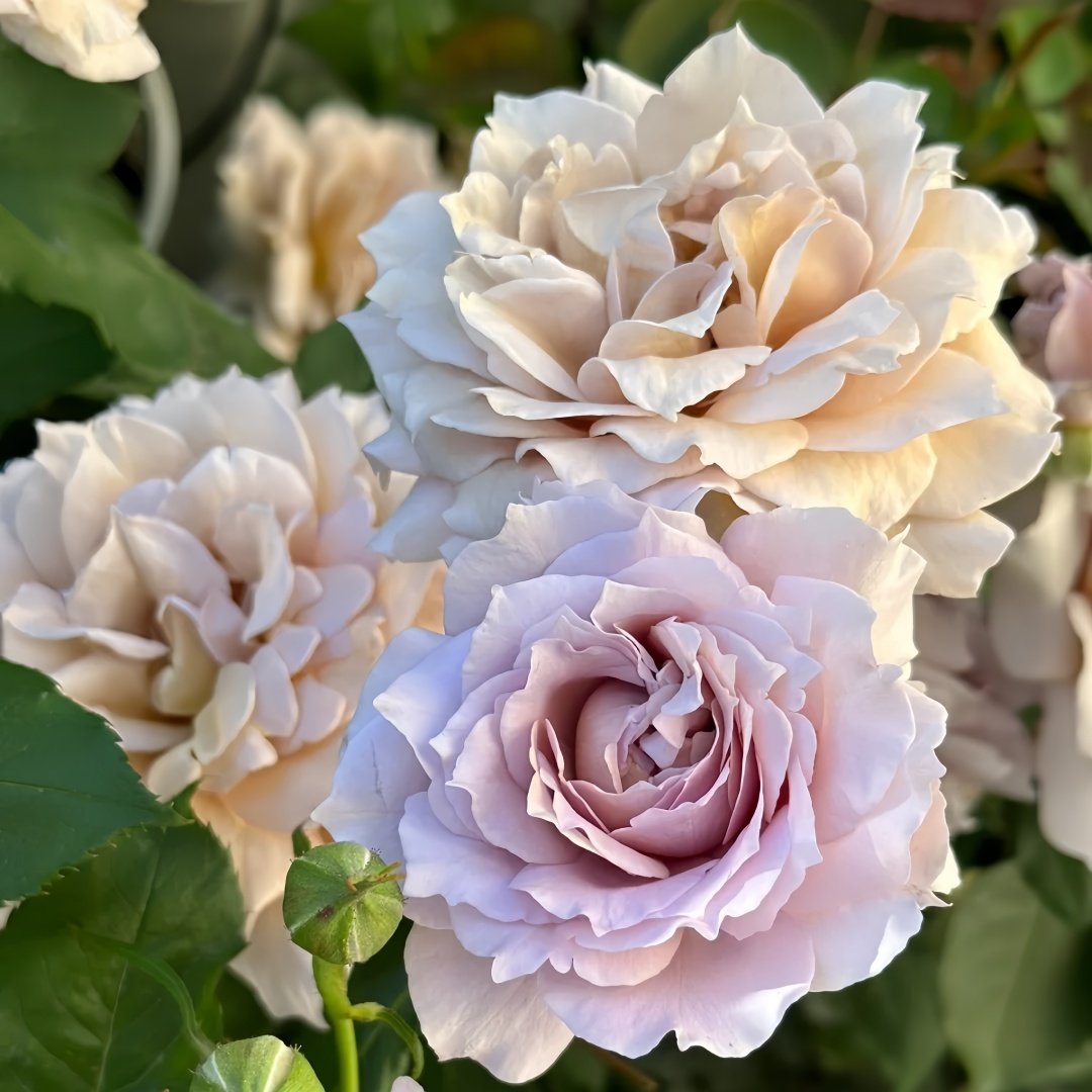 Suo Qingqiu Rose Plant｜锁清秋 image 8