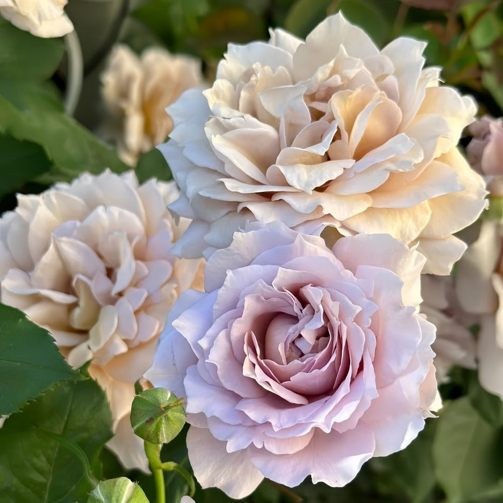Suo Qingqiu Rose Plant｜锁清秋 image 8