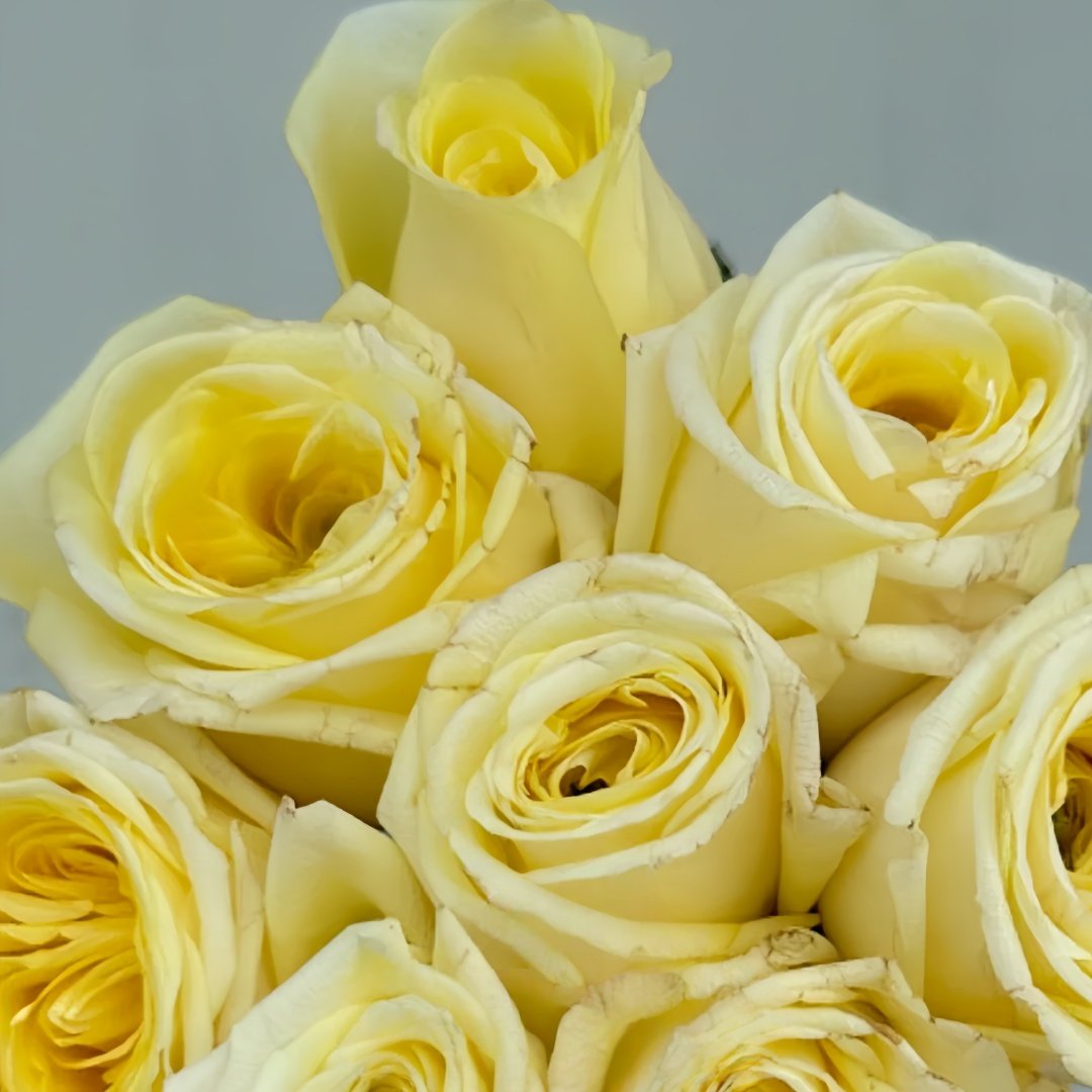 Good Day Sunshine Rose Plant|阳光灿烂的日子 image 4