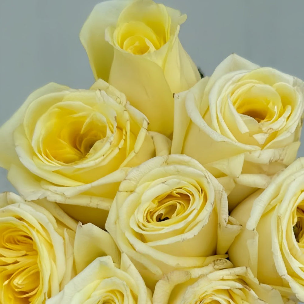 Good Day Sunshine Rose Plant|阳光灿烂的日子 image 4