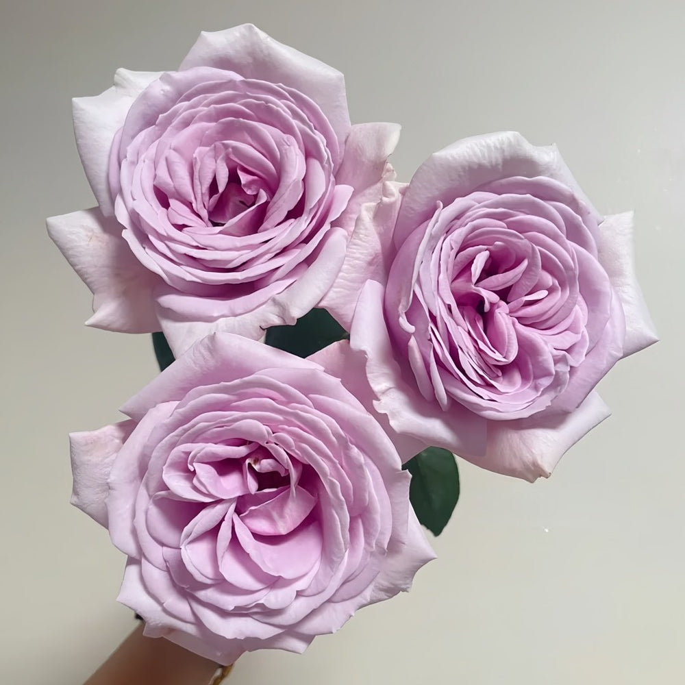 Pacific Blue Rose Plant|太平洋之蓝 image 3