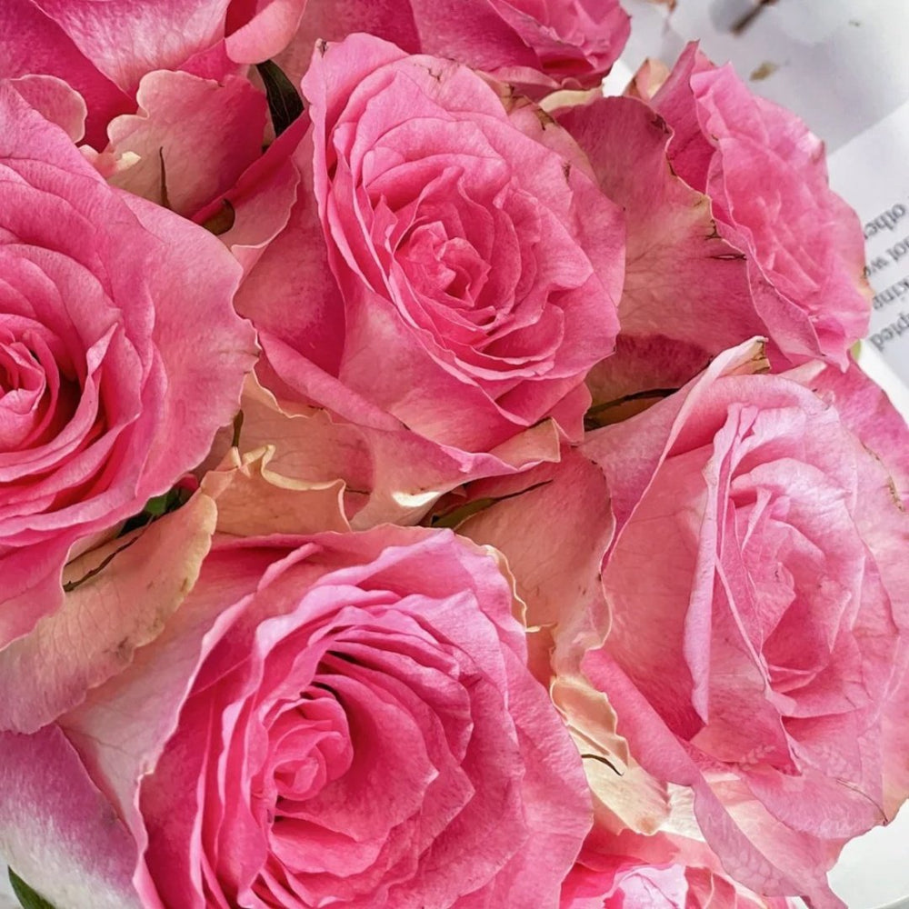 Malibu Rose Plant | 马里布 image 4