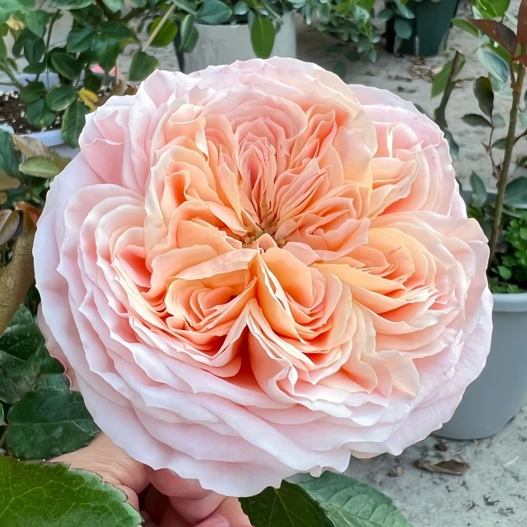 Domaine de Chantilly Rose Plant ｜玫瑰香橙 image 7