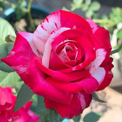 Magic Times Rose Plant|魔法时间 image 1