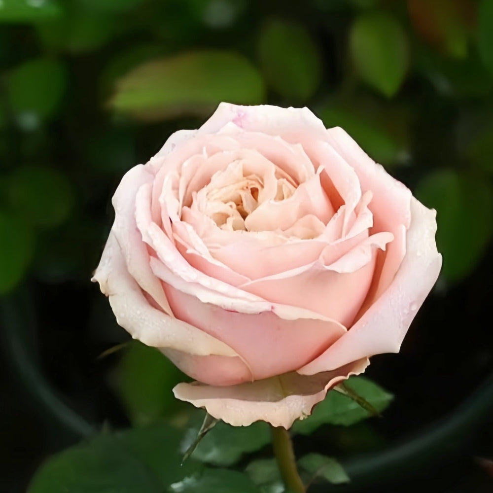 Hina Rose Plant|雏鸟 image 6