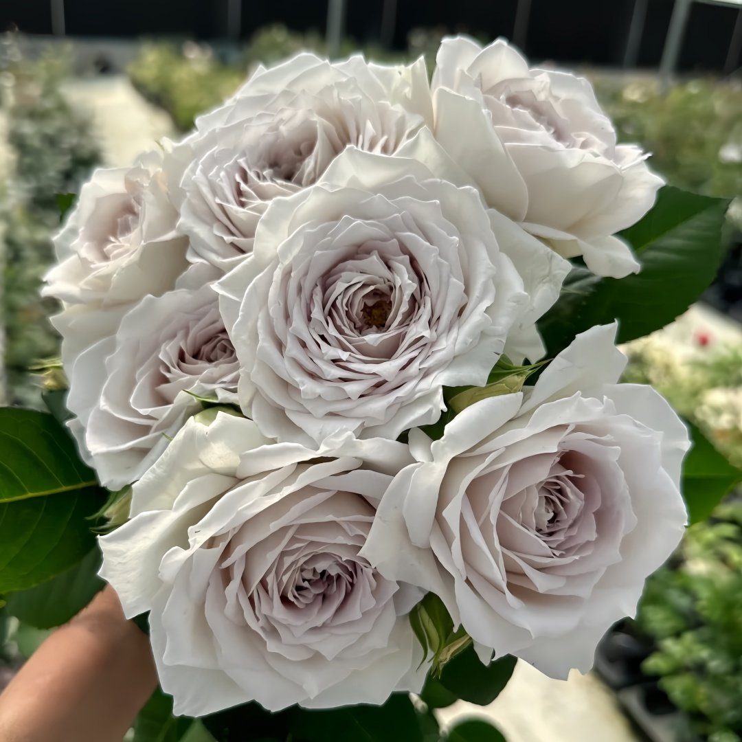 Milky Pearl Rose Plant｜珍珠牛乳 image 8
