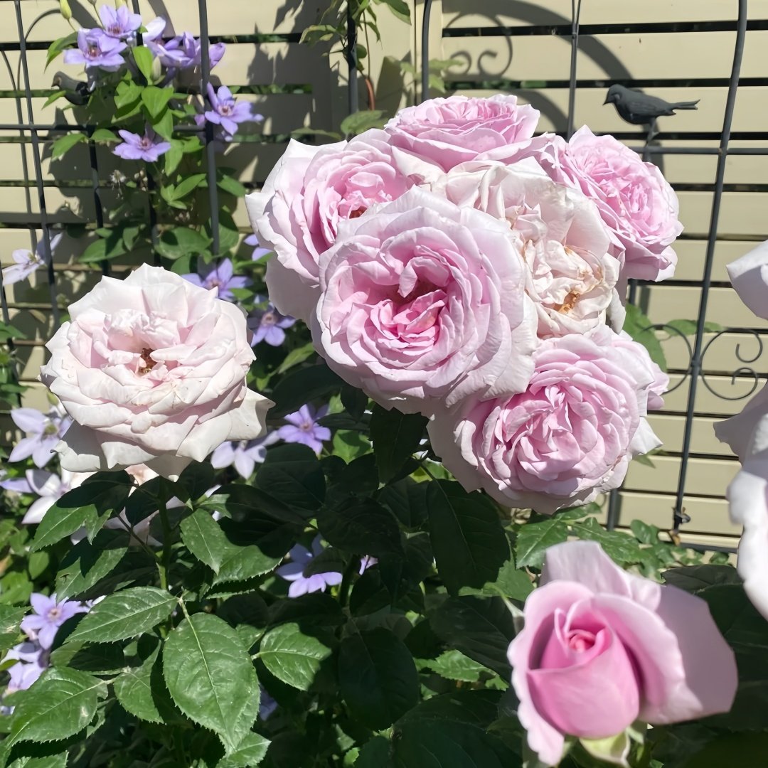 Pacific Blue Rose Plant|太平洋之蓝 image 6