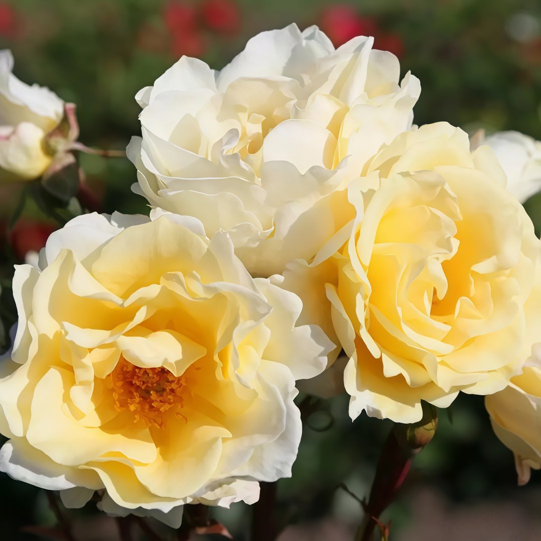 Mentor Rose Plant｜导师之花 image 2