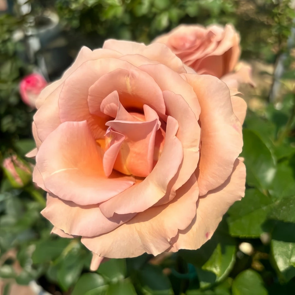 RP Moab Rose Plant | 莫泊 image 5