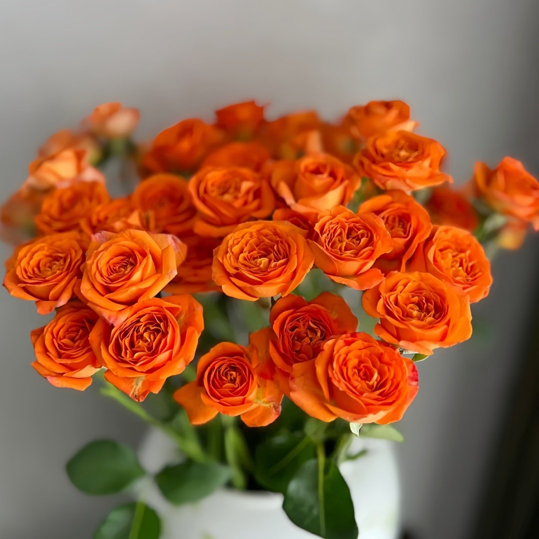 Orange Jewel Rose Plant ｜橙色芭比 image 4