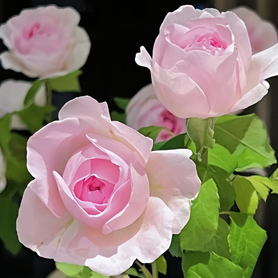 Roselyne Rose Plant｜罗斯丽娜 image 4