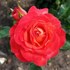Vulcano Rose Plant｜火神岛 image 3