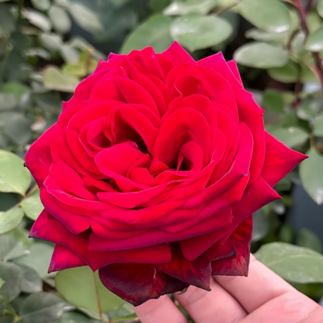 Edith Piaf Rose Plant ｜伊迪丝皮雅芙 image 4