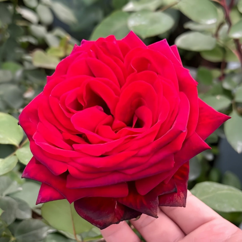 Edith Piaf Rose Plant ｜伊迪丝皮雅芙 image 4
