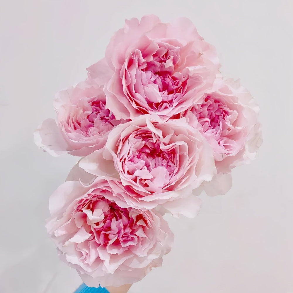 Rosalind Rose Plant｜罗莎琳达 image 5