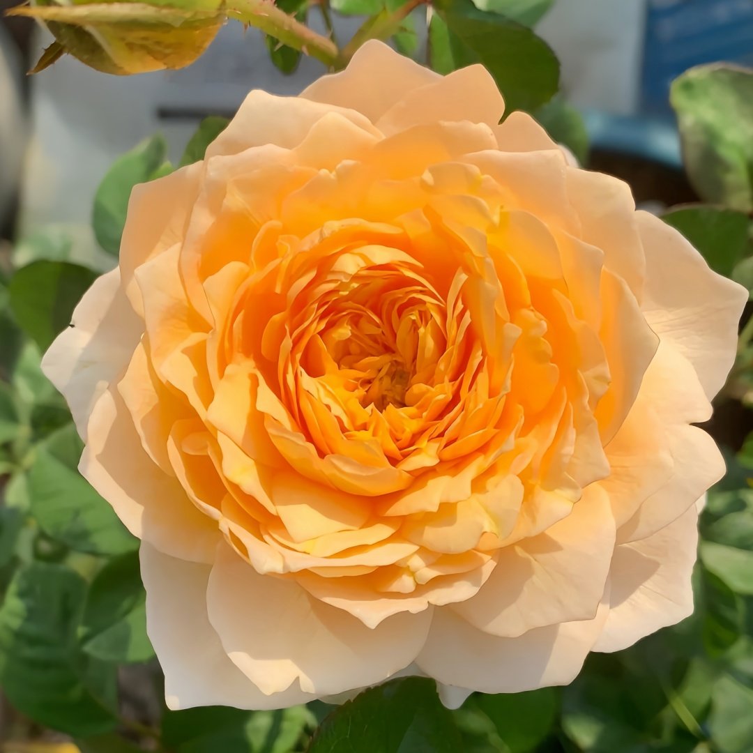 Effie Rose Plant｜艾菲玫瑰 image 4