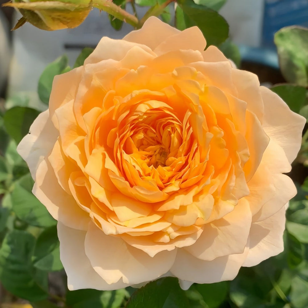 Effie Rose Plant｜艾菲玫瑰 image 4