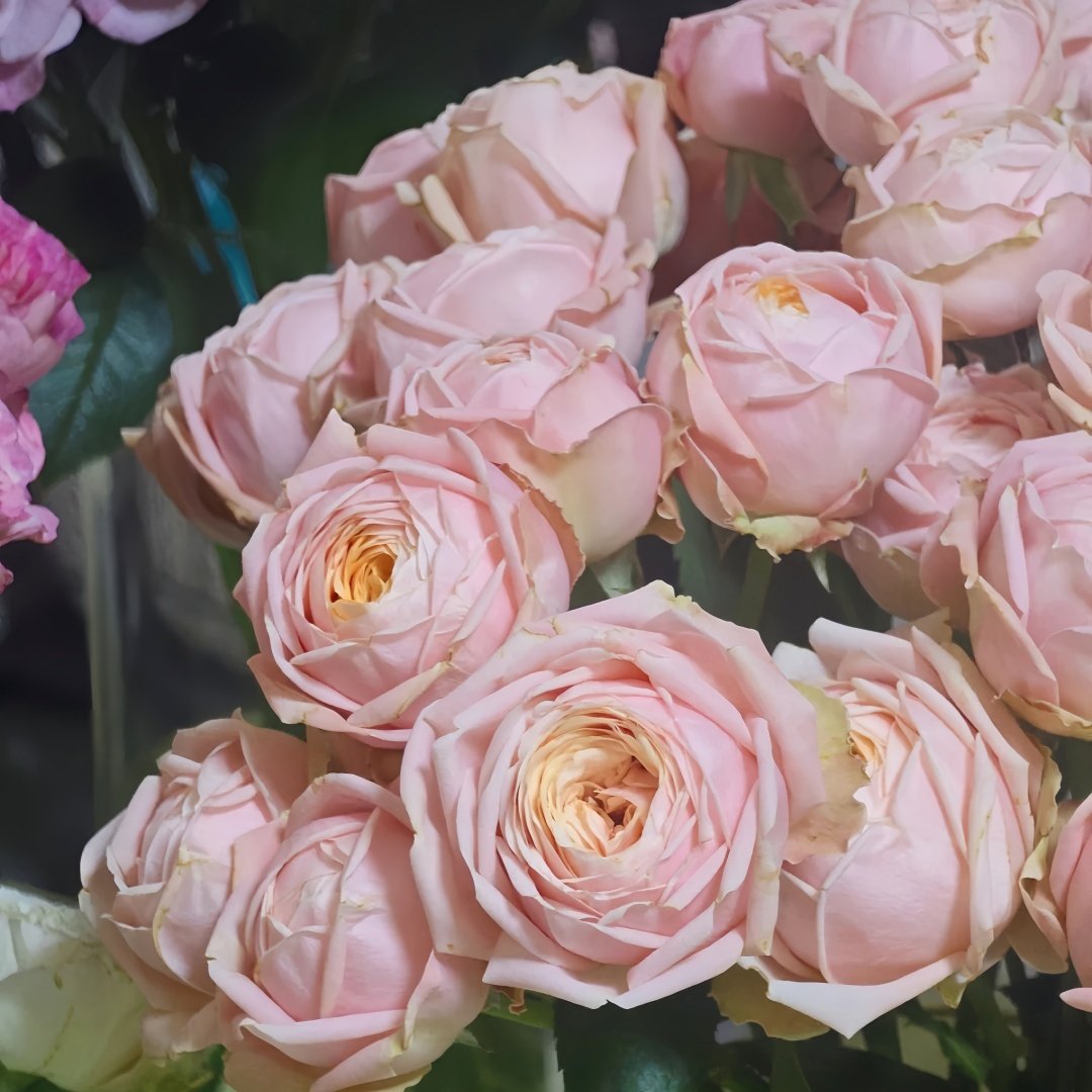 New SPS Rose Plant|柏林少女 image 4