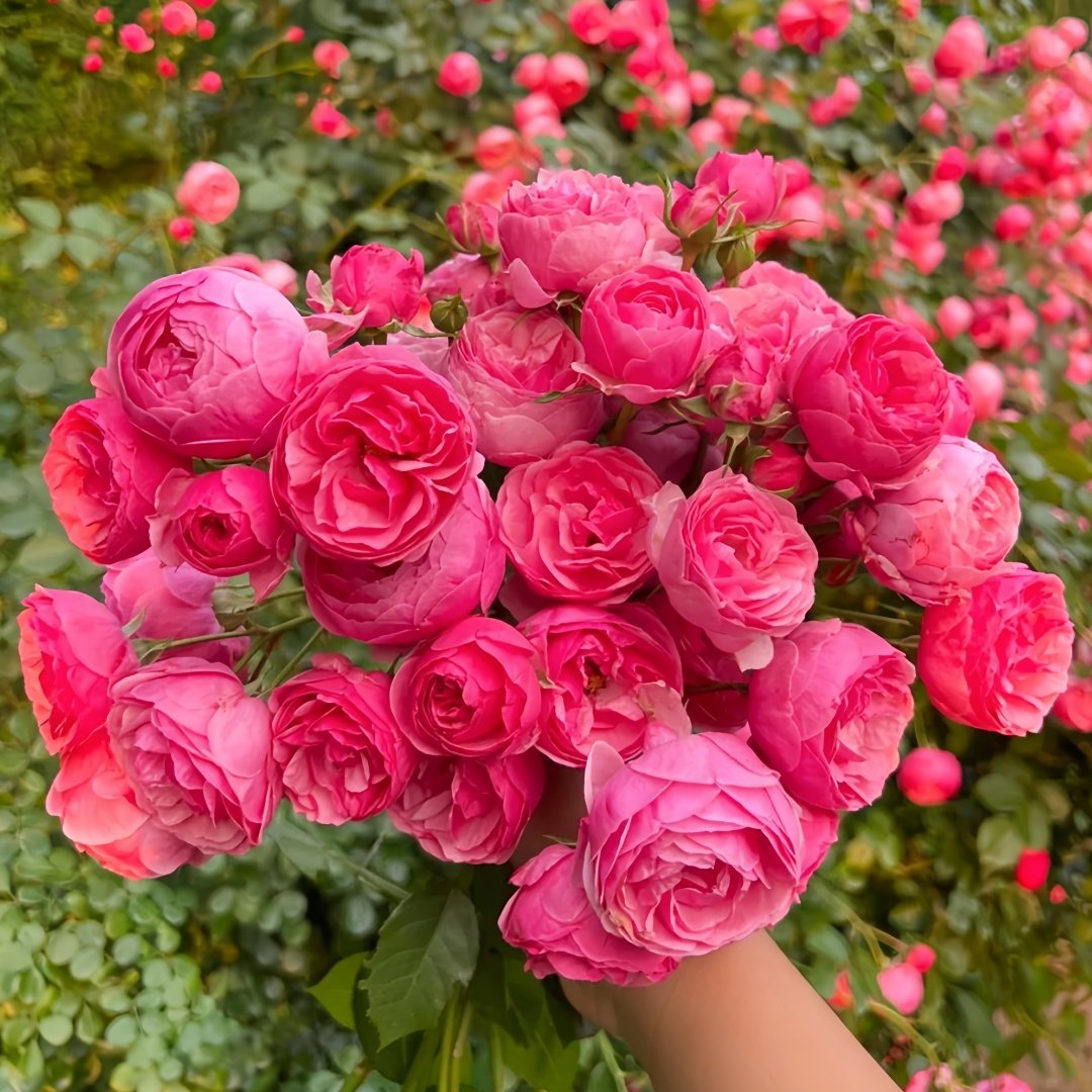 Pomponella Rose Plant|艾拉绒球 image 1