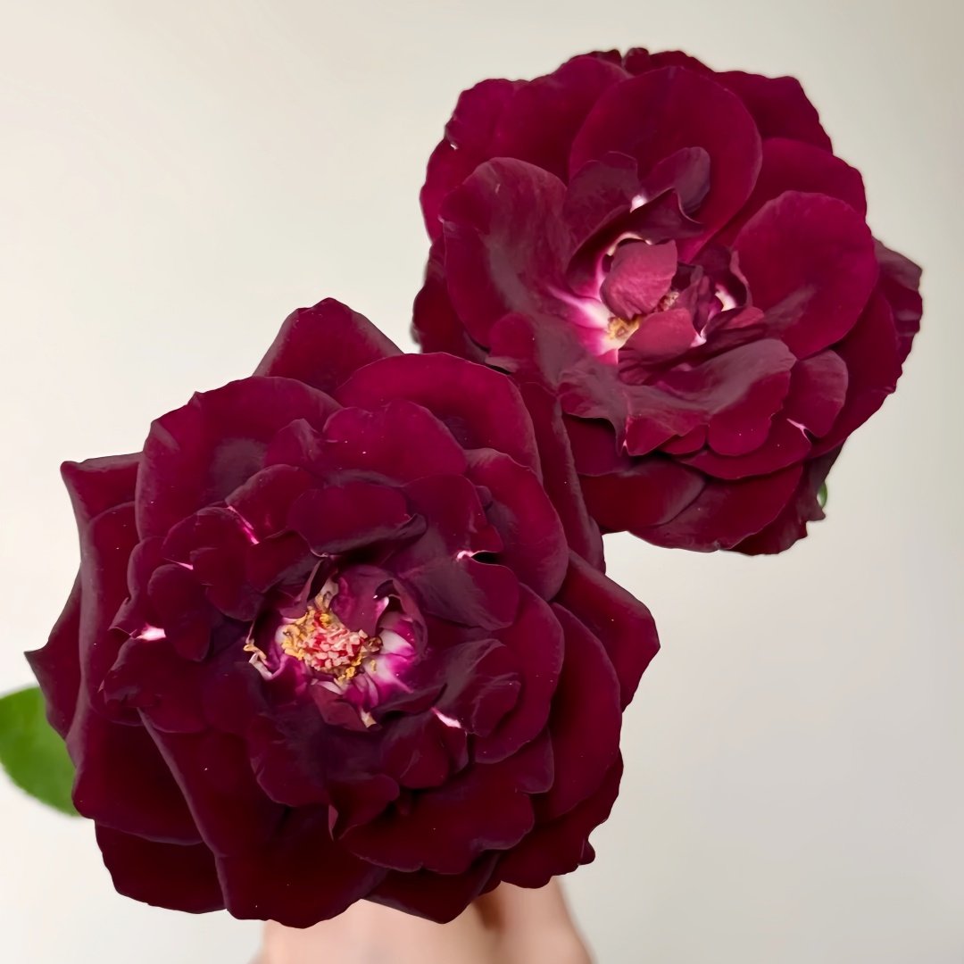 Louis XIV Rose Plant ｜路易十四 image 3