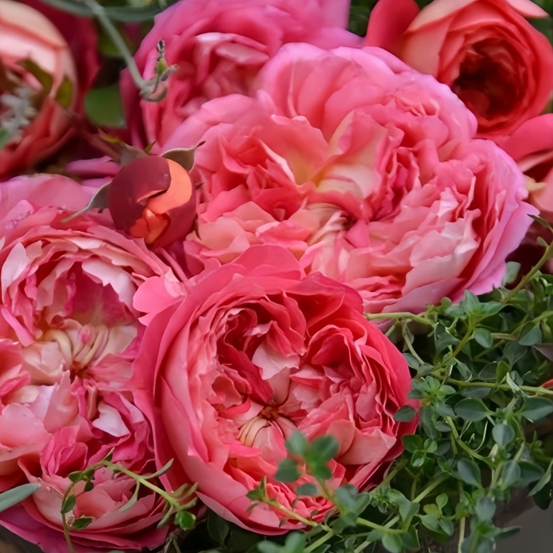 Argonauts Rose Plant｜阿尔戈英雄 image 3