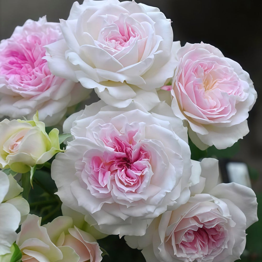 Kírkē Rose Plant｜瑟西 image 4