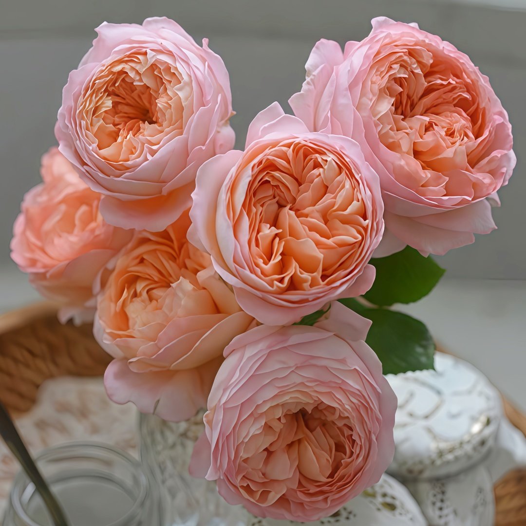 Confiture Rose Plant | 果酱 image 5