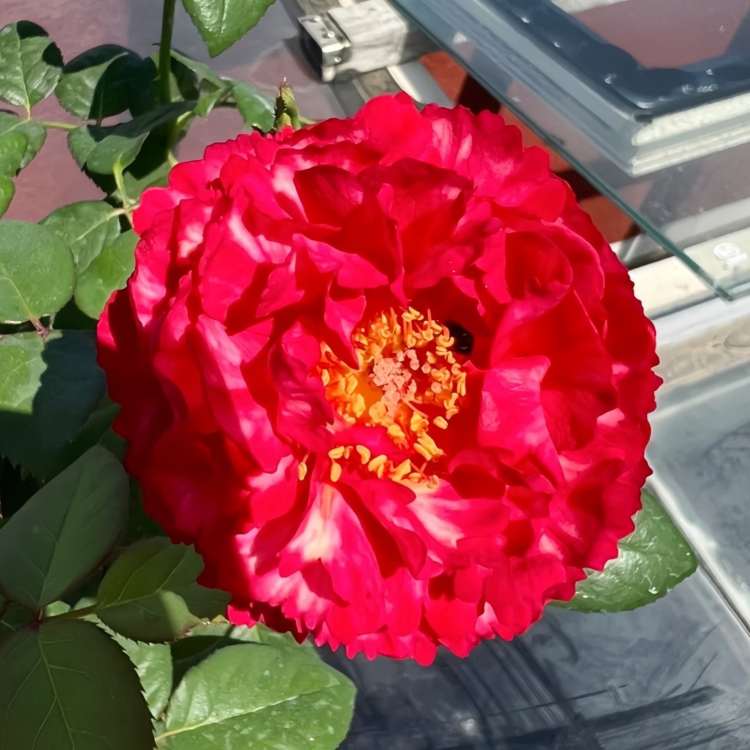 Ligare Rose Plant｜真彩230 image 5