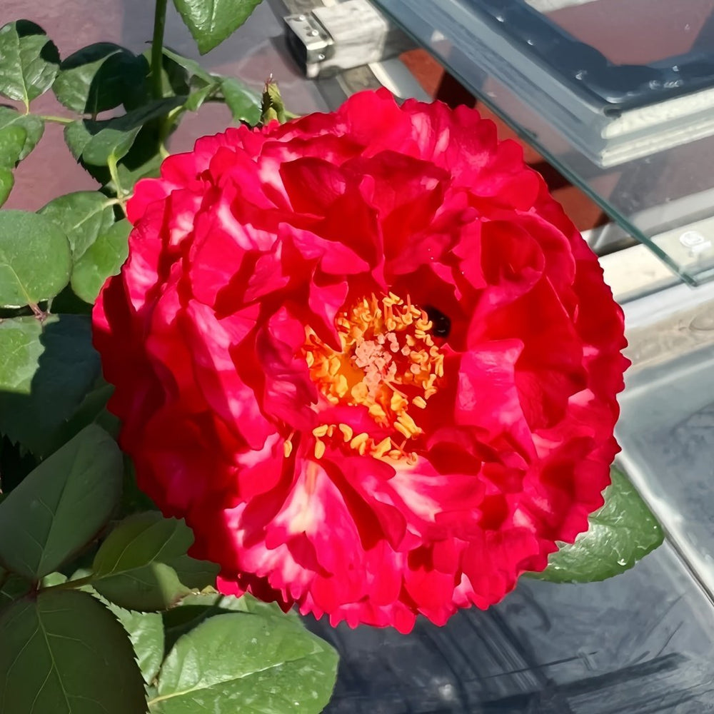 Ligare Rose Plant｜真彩230 image 5
