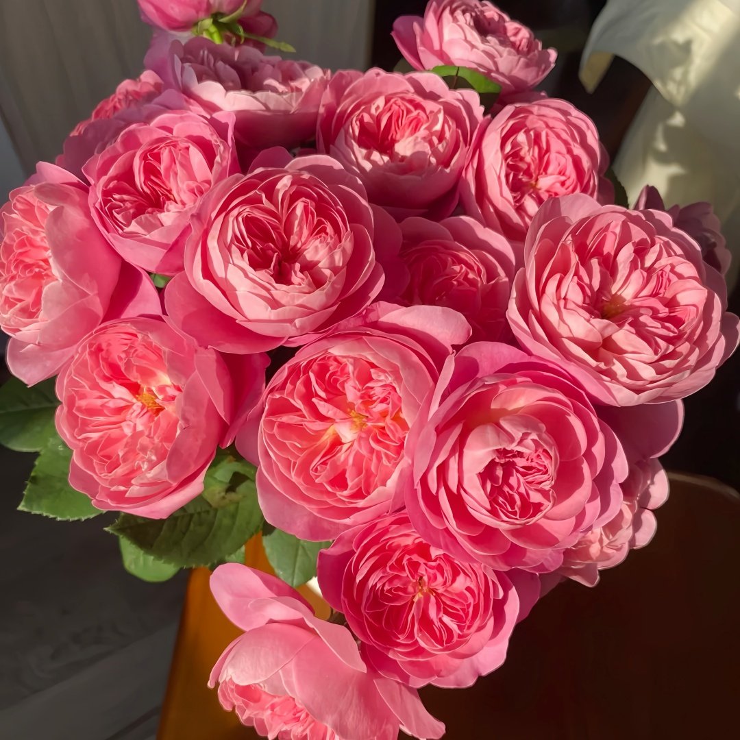 Dream Light Rose Plant｜梦光环 image 9