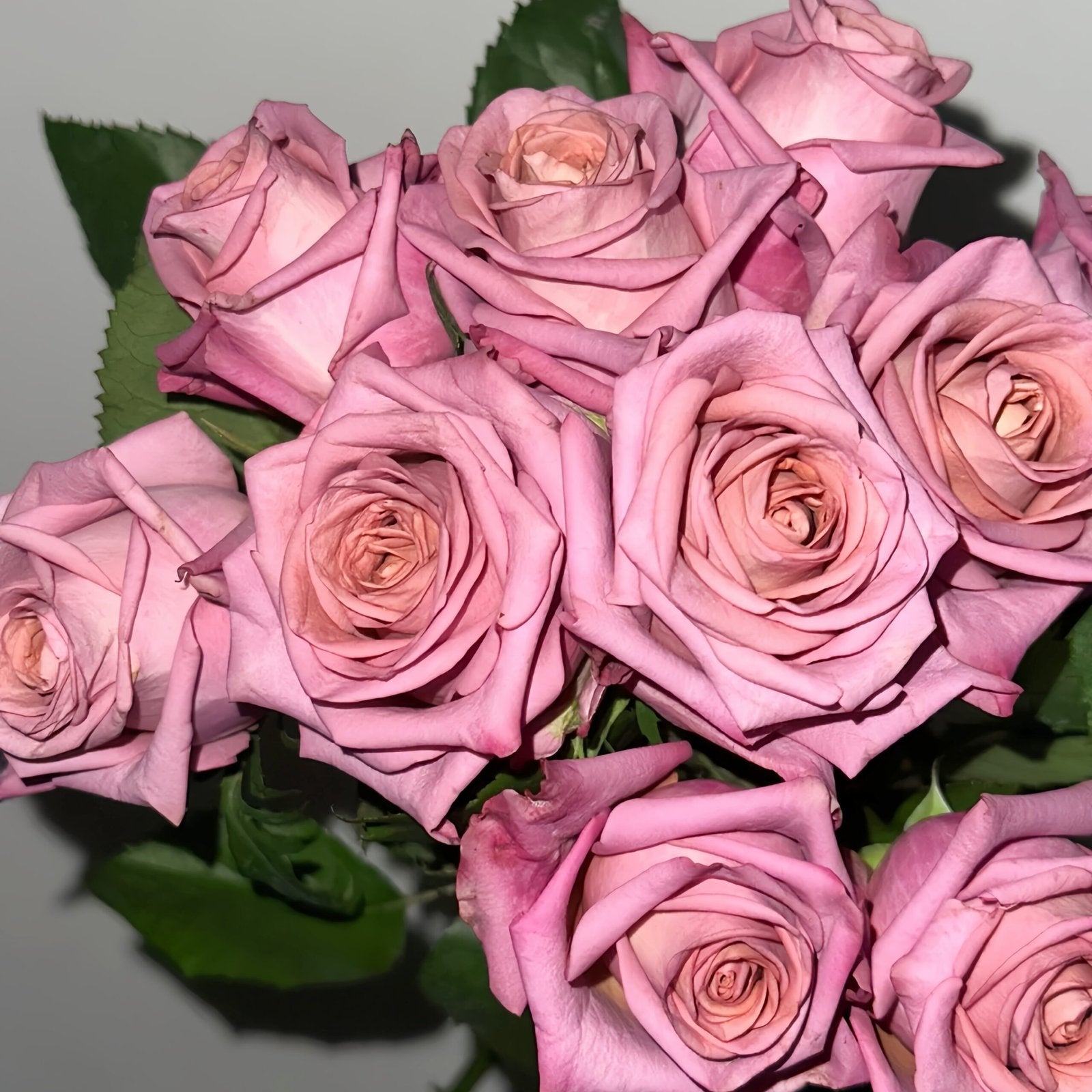 Barista Rose Plant｜咖啡师 image 8