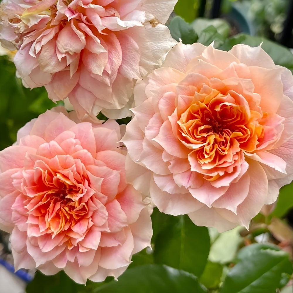 Lanterne Citrouille Rose Plant｜南瓜灯笼 image 4