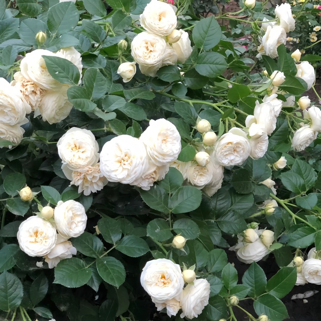 Artemis Rose Plant|月亮女神 image 7