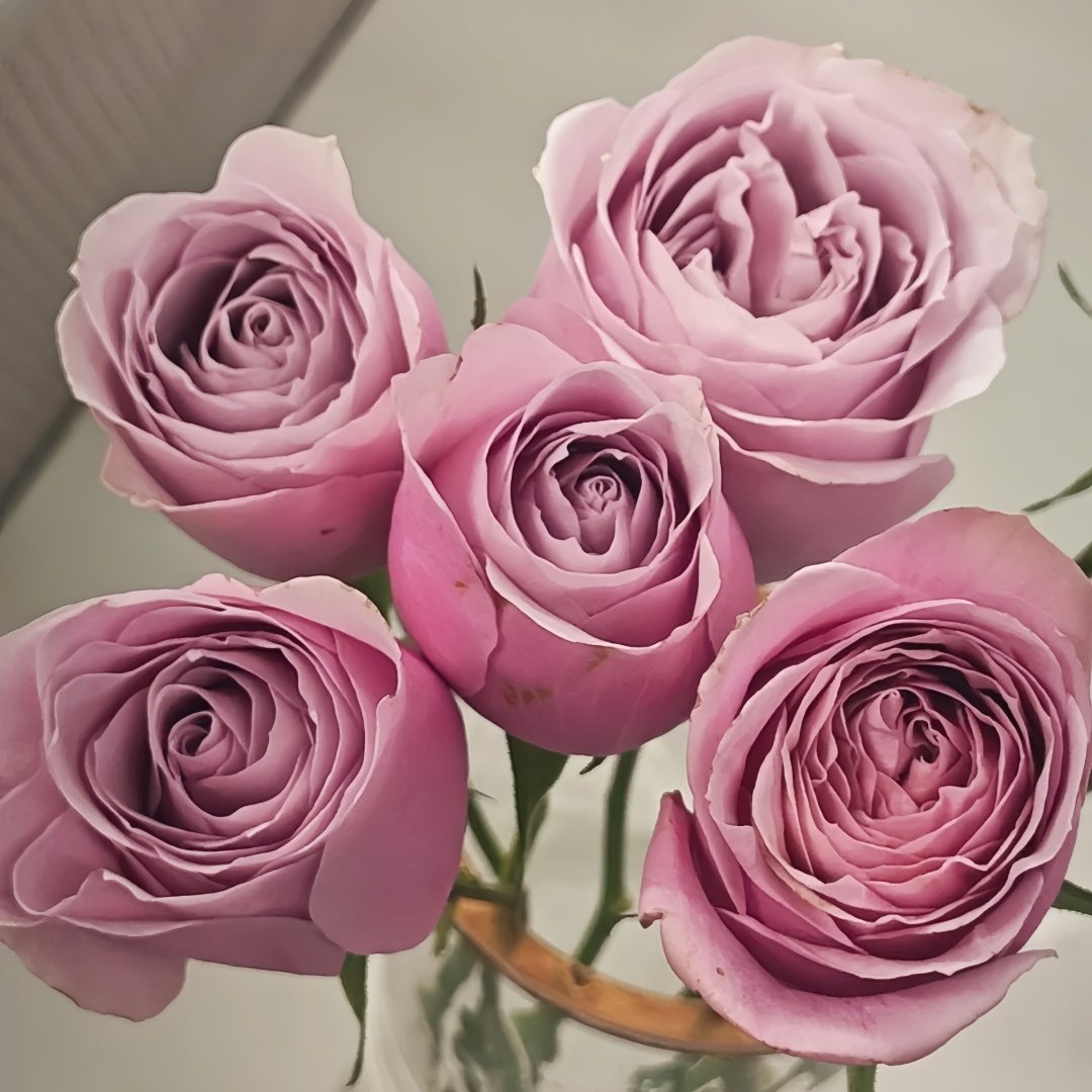 Cosset Rose Plant｜柯赛特 image 7