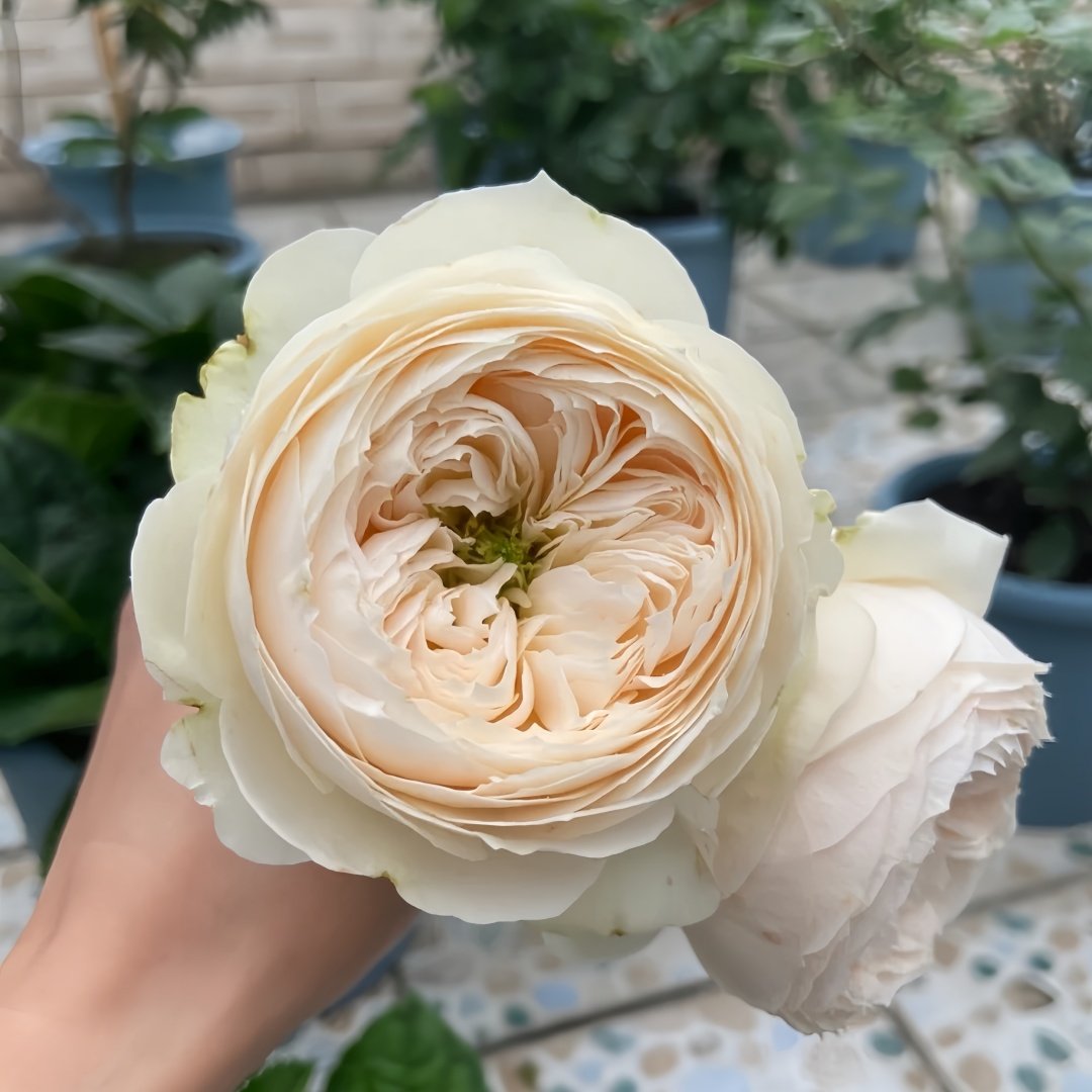 Emma woodhouse Rose Plant｜艾玛伍德度假屋 image 4