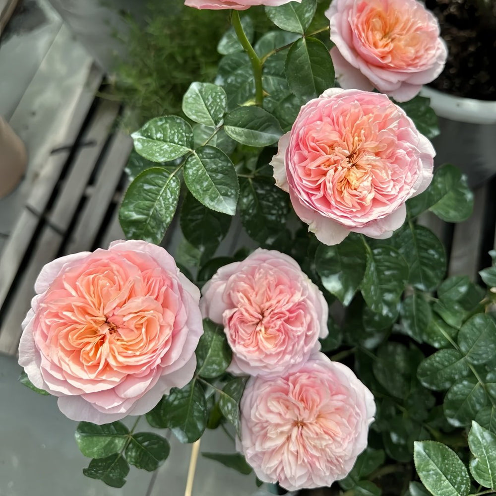 Romeo Rose Plant｜罗密欧 image 7