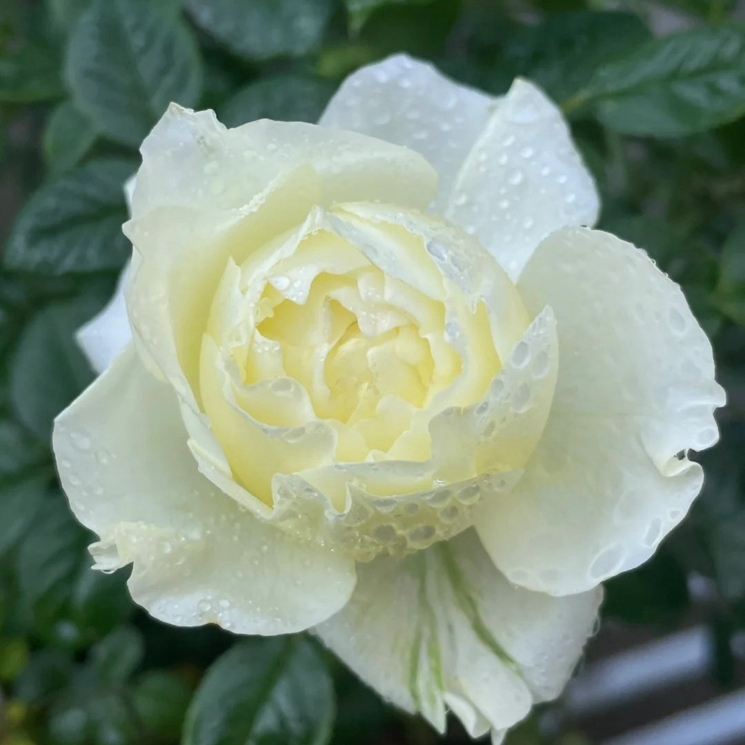 Fuguang Rose Plant | 浮光-Pre-Sales image 6