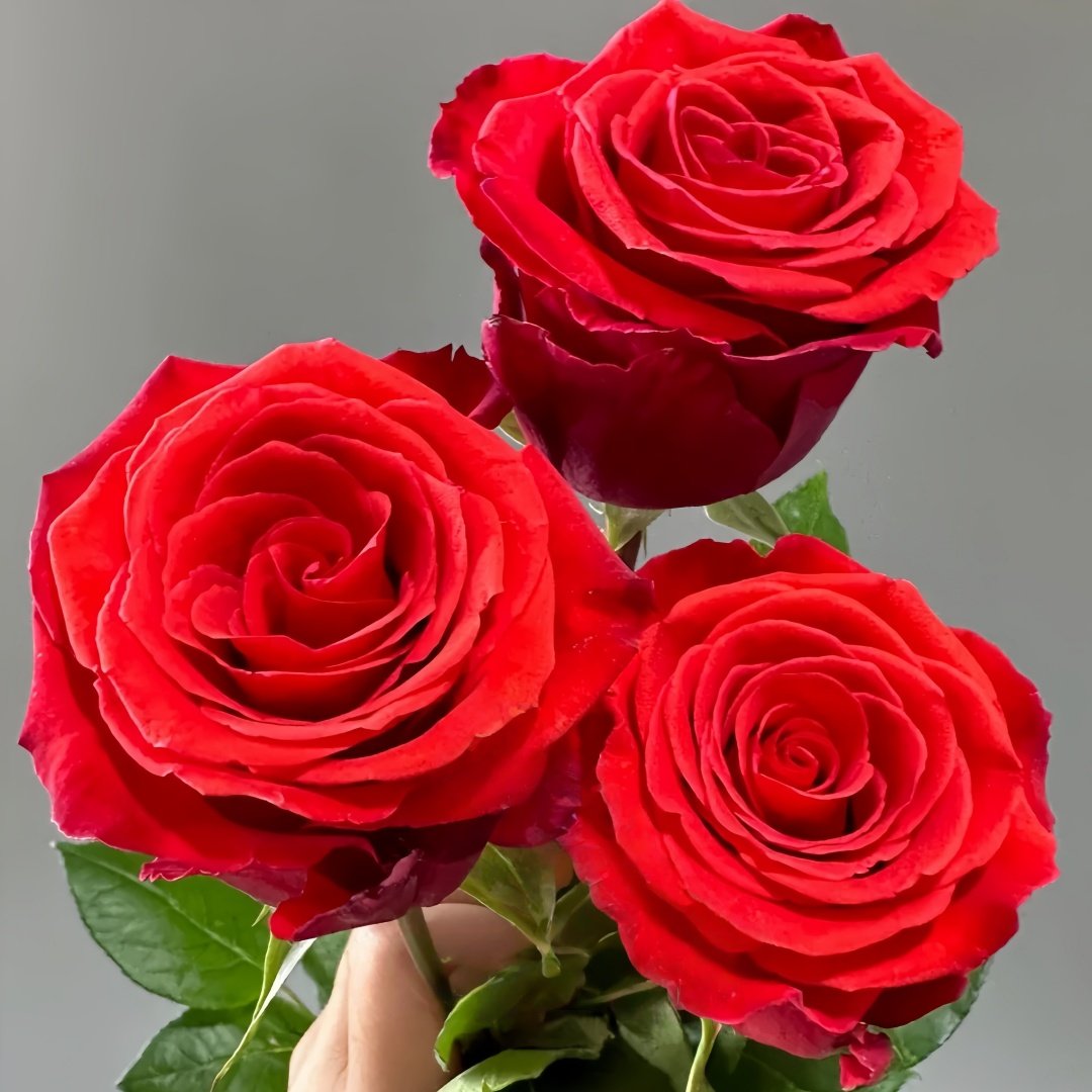 Nina Rose Plant｜妮娜 image 5