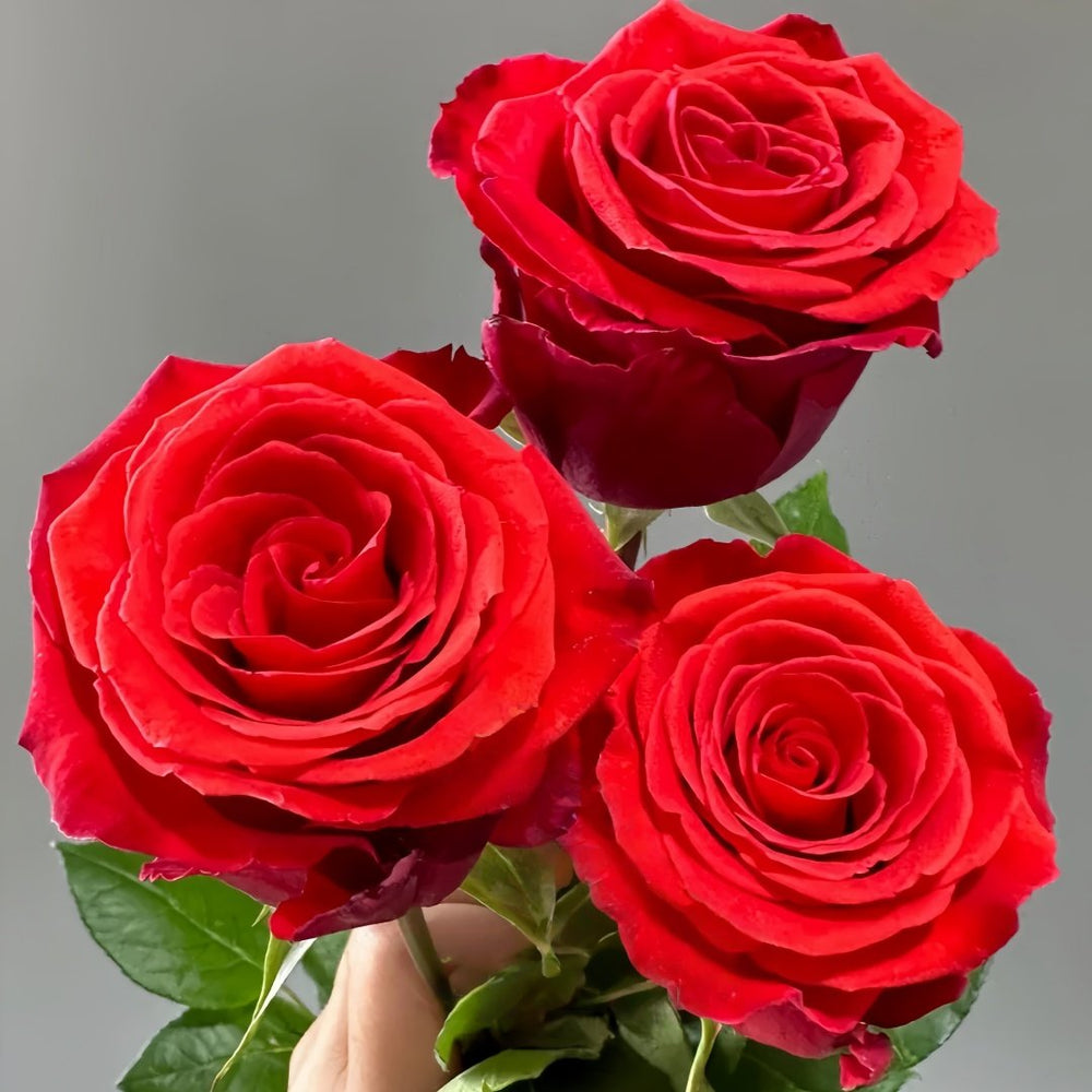 Nina Rose Plant｜妮娜 image 5