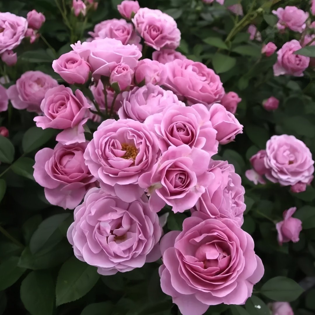 Nautica Rose Plant|诺蒂卡/海洋之心 image 7