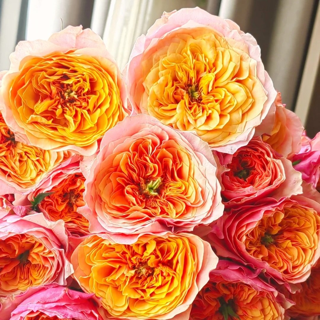 Kensington Garden Rose Plant｜肯辛顿公园 image 9