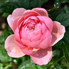 The Alnwick Rose Plant｜安妮克城堡 image 2